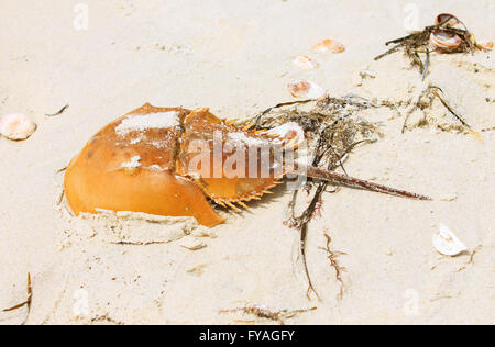 Horseshoe Crab Shell zu einem Strand angespült Stockfoto