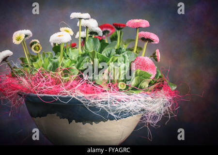 einen Topf mit Gänseblümchen alias Bellis perennis Stockfoto