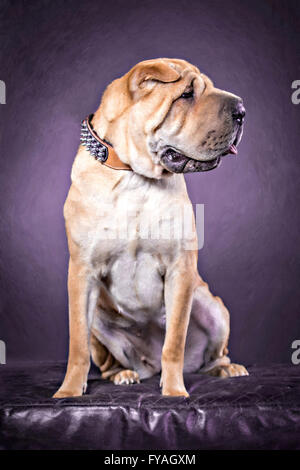 digitalen übermalten Studioportrait von einem chinesischen Shar-Pei Hund Stockfoto