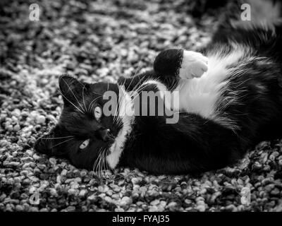 Schwarz / weiß Katze liegend auf sie blickt zurück in die Kamera Stockfoto