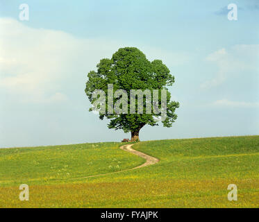 Eine einzigen Baum, draußen. Stockfoto
