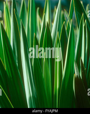 Nahaufnahme der Grashalme, außen. Stockfoto