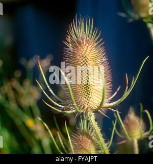 Ungewöhnliche spikey Pflanzen draußen. Stockfoto