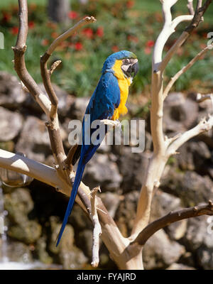 Blaue und gelbe Papagei auf dem Ast eines Baumes, draußen zu sitzen. Stockfoto