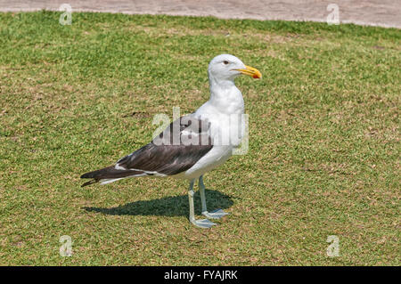 Seetang-Möve, Larus Dominicanus, ist ein gemeinsamer Vogel an der südafrikanischen Küste Stockfoto