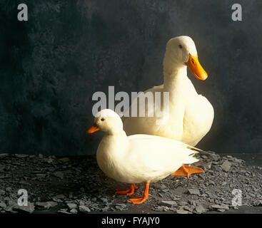 Zwei Enten zusammen, im Inneren. Stockfoto