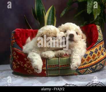 Zwei verspielten Welpen beißen einander in ein Hundebett, innen zu sitzen. Stockfoto