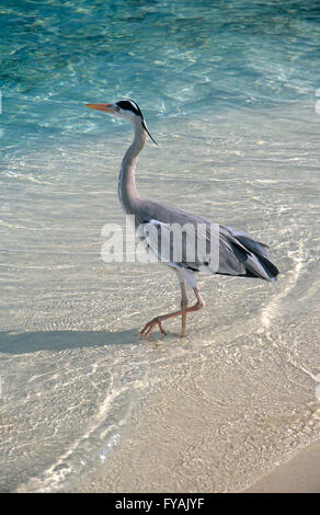 Reiher am Strand, außerhalb. Stockfoto