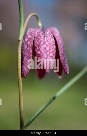 Die nickenden Blüte ein Schlangen Kopf Fritillary (Fritillaria Meleagris). Stockfoto