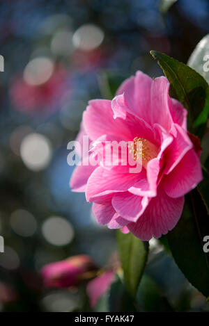 Camellia Williamsii "Spende" mit gefüllten rosa Blüten im Frühlingssonnenschein. Stockfoto