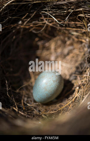 Nahaufnahme von einem Amsel Ei in einem Nest im Frühjahr. Stockfoto