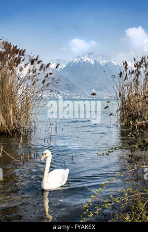 Schwan, Schwimmen im See Annecy Haute-Savoie mit alpinen Bergen im Hintergrund. Frankreich, Europa. Stockfoto