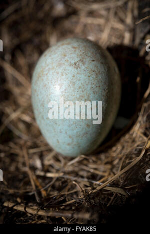 Nahaufnahme von einem Amsel Ei in einem Nest im Frühjahr. Stockfoto