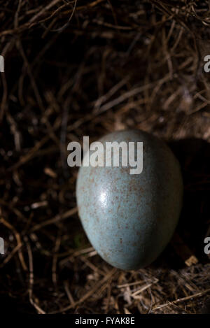 Nahaufnahme von einem Amsel Ei in einem Nest im Frühjahr. Stockfoto