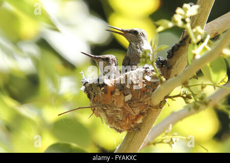 Nordamerikanische Kolibris Anhebung junge Küken in einem nest Stockfoto