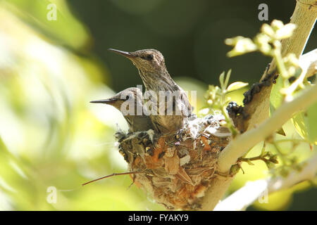 Nordamerikanische Kolibris Anhebung junge Küken in einem nest Stockfoto