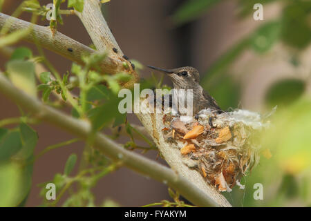 Nordamerikanische Kolibris Anhebung junge Küken in einem nest Stockfoto