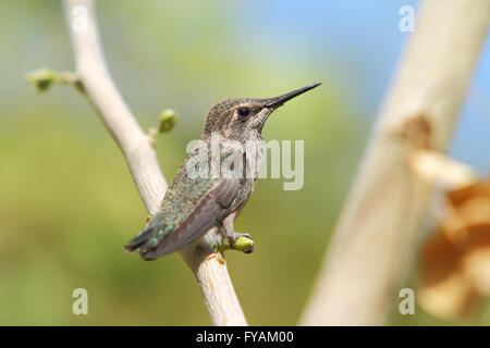 Nordamerikanische Kolibris Anhebung junge Küken in einem nest Stockfoto