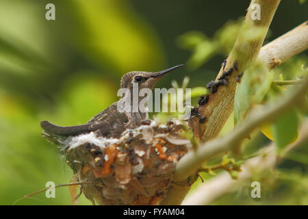 Nordamerikanische Kolibris Anhebung junge Küken in einem nest Stockfoto