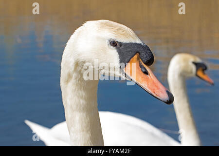 Eine wilde männlichen Höckerschwan in einem Vorort London park Stockfoto