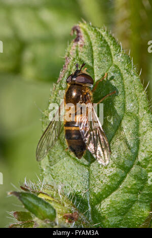 Hoverfly auf grüne Alkanet Blatt Stockfoto