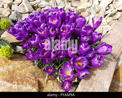 Gartenkrokus, Garten Krokus; Vernus Stockfoto