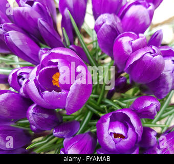 Gartenkrokus, Garten Krokus; Vernus Stockfoto