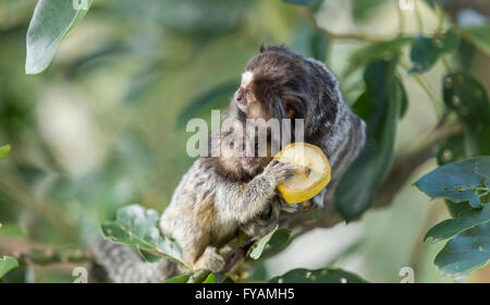Mutter und Welpen Marmoset Affen Bananen essen Stockfoto