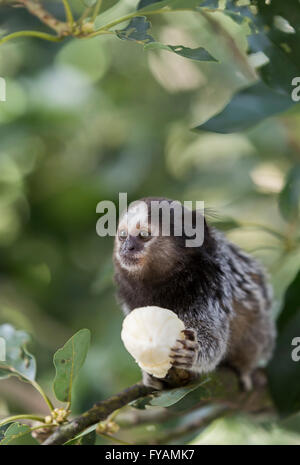 Marmoset Affen eine Banane essen Stockfoto