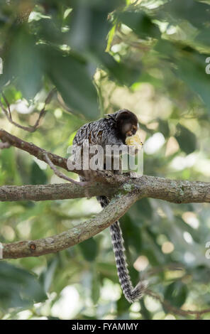 Marmoset Affen eine Banane essen Stockfoto