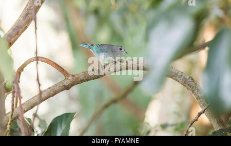 Blaue und graue Vogel auf einem Ast Stockfoto