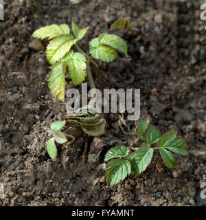 Giersch; Ist Eine Heilpflanze Und Arzneipflanze, Wildpflanze, Unkraut Stockfoto