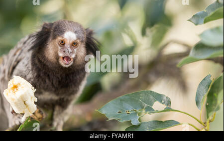 Marmoset Affen Bananen essen Stockfoto