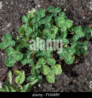 Rotklee, Trifolium, pratense Stockfoto
