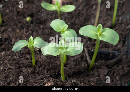 Spieleheustadl; Helianthus; Annuus; Keimling Stockfoto