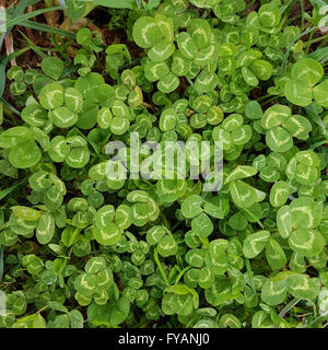 Rotklee, Trifolium, Pratense, Keimling Stockfoto