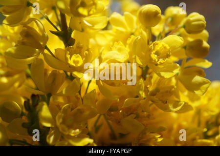 Nahaufnahme der Blüten der Pflanze kriechend Mahonie (Mahonia Repens). Gehört zur Familie Berberitze: Berberidaceae. Stockfoto