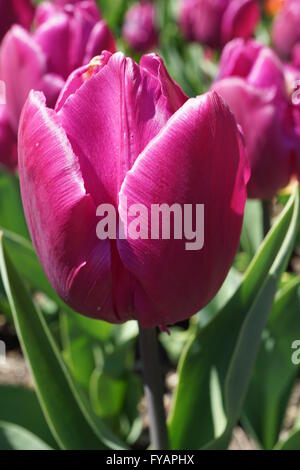 Nahaufnahme der einzelnen frühen Tulpe "Purple Prince." Stockfoto