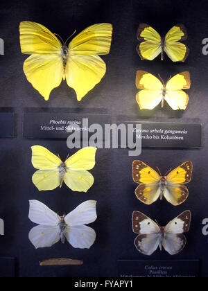 Österreich - Wien. Verschiedene Schmetterlinge auf Anzeige im Museum of Natural History Department Entomolology Stockfoto