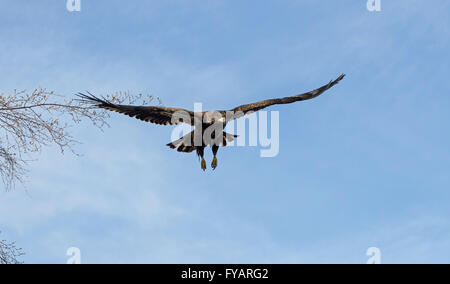 Juvenile kahlen Adler im Flug Stockfoto