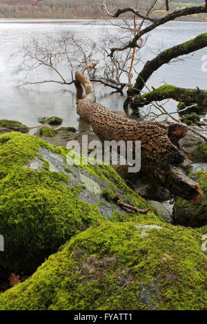 Umgestürzten Baum am Ufer des Bala Lake Wales Stockfoto