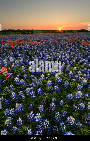 Wilde Blume Bluebonnet in Ennis City, Texas, USA, Sonnenuntergang, Dämmerung Stockfoto