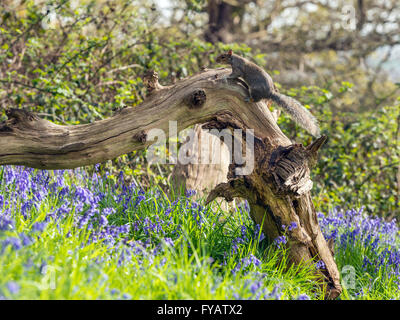 Grau-Eichhörnchen (Sciurus Carolinensis) auf Nahrungssuche in natürlichen Wäldern Umgebung auf verfallenen Log, umgeben von Frühling blauen Glocken. Stockfoto