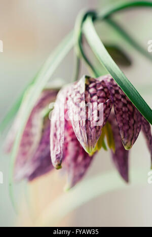 Fritillaria Meleagris Schlange Kopf Fritillary Makro weichen Hintergrund Stockfoto