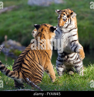 Zwei Amur Tiger Cubs spielen in der Sonne an den Zoo von Calgary in Alberta. Stockfoto