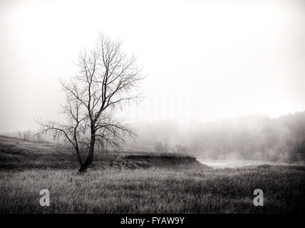 Monochromes Bild eines einzigen Baumes in einem Feld mit einem nebligen Hintergrund und Nebel steigt aus dem Wasser in der Nähe von Calgary, Alberta. Stockfoto