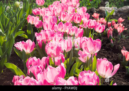 Tulpe Weihnachtstraum Pflanzen Stockfoto