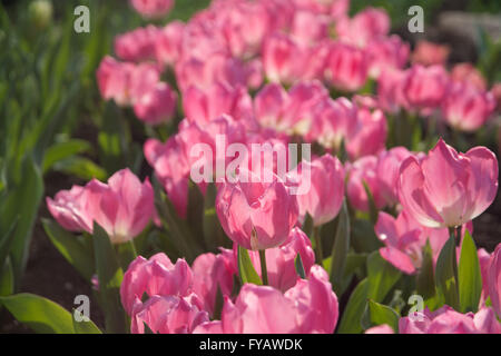 Tulpe Weihnachtstraum Pflanzen Stockfoto