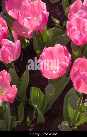 Tulpe Weihnachtstraum Pflanzen Stockfoto