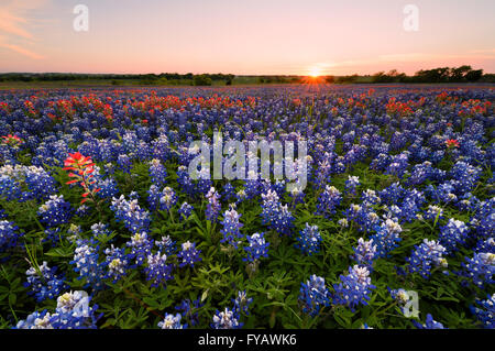 Wilde Blume Bluebonnet in Ennis City, Texas, USA, Sonnenuntergang, Dämmerung Stockfoto